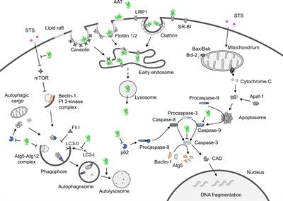 Potential Roles of Acute Phase Proteins in Cancer: Why Do Cancer Cells Produce or Take Up Exogenous Acute Phase Protein Alpha1-Antitrypsin?